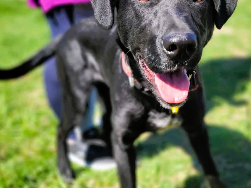 WAFEL - słodki, kochany psiak szuka super domu