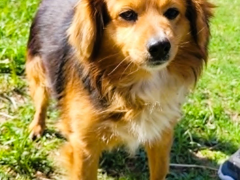 EGUŚ - uroczy, nieduży piesek szuka super domu