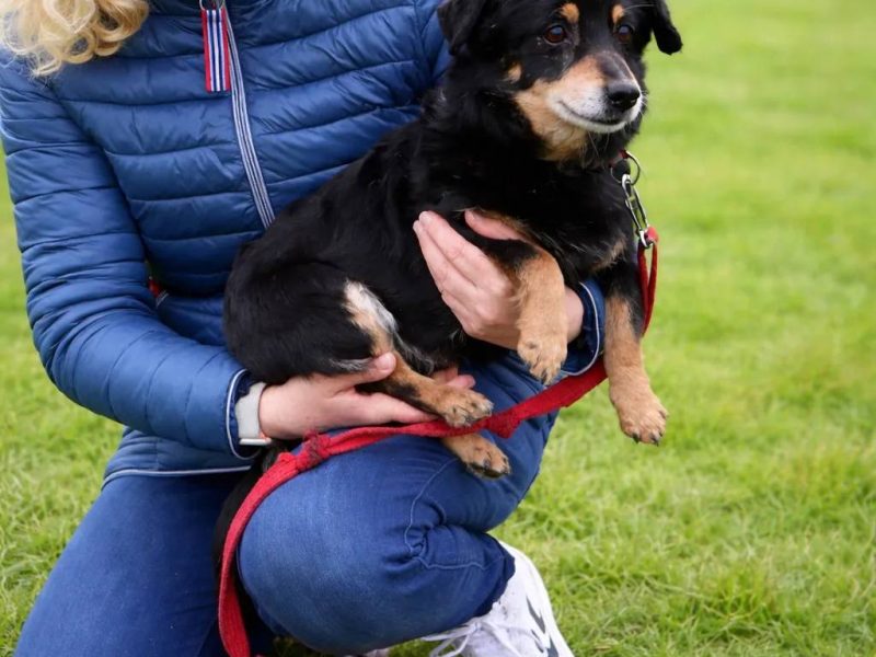 Delikatny senior Bunio szuka domu!