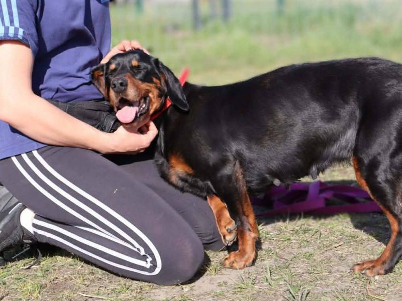 Towarzyska Hera w typie gończego
