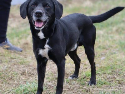 Młody kawaler Szado szuka domu!