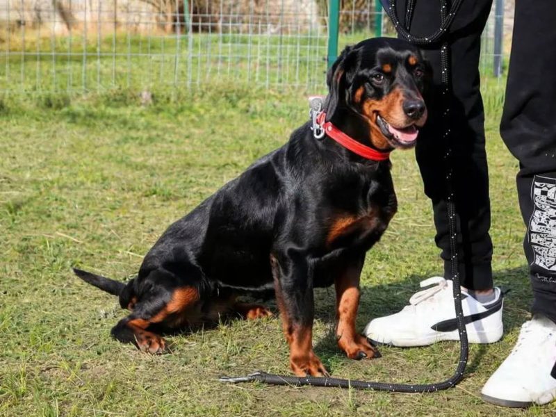 Towarzyska Hera w typie gończego