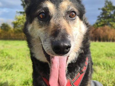 Senior Bosman szuka domu!