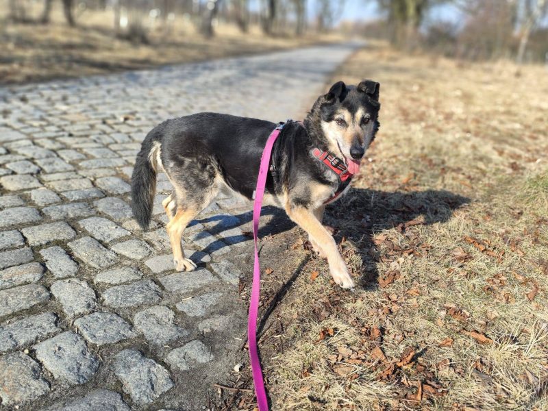 Senior Bosman szuka domu!