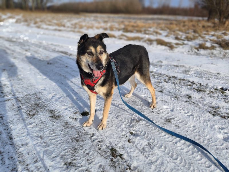 Senior Bosman szuka domu!