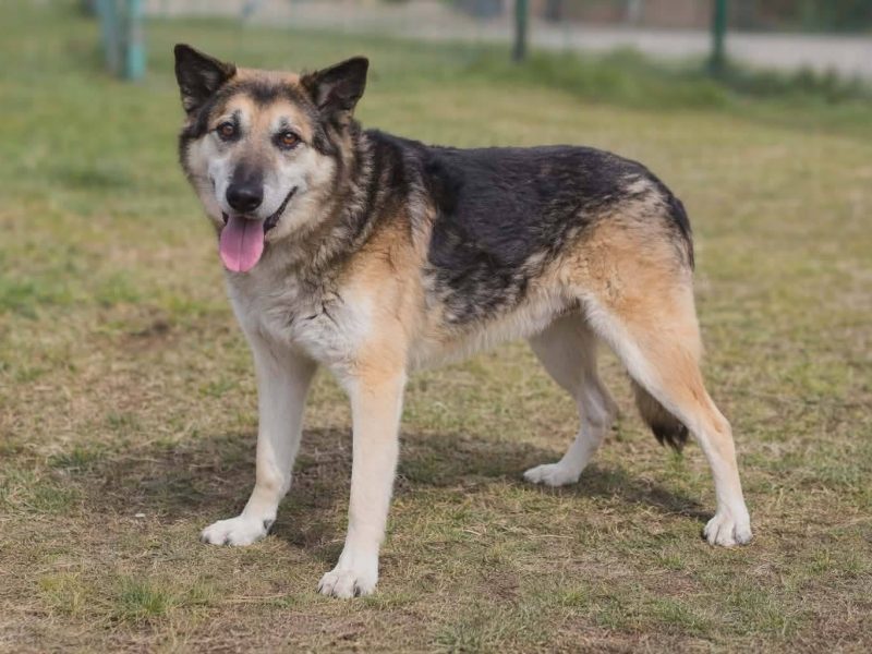 Łagodny psi senior Rex