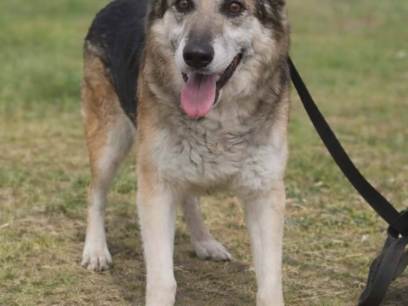 Łagodny psi senior Rex