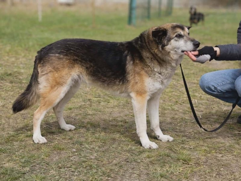 Łagodny psi senior Rex