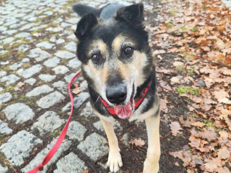 Senior Bosman szuka domu!