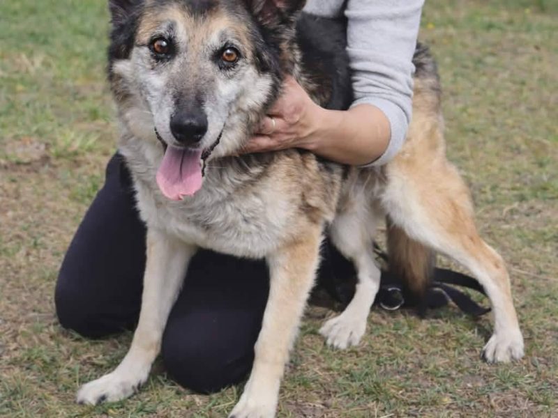 Łagodny psi senior Rex