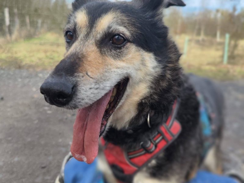 Senior Bosman szuka domu!