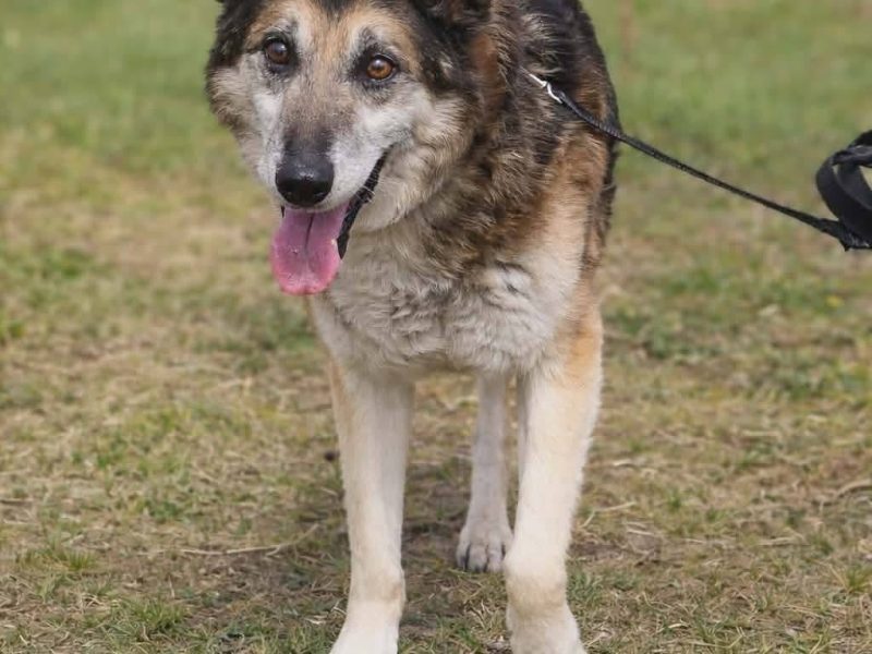 Łagodny psi senior Rex