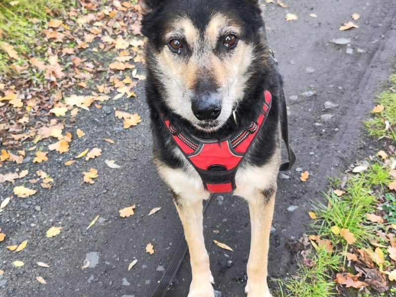 Senior Bosman szuka domu!