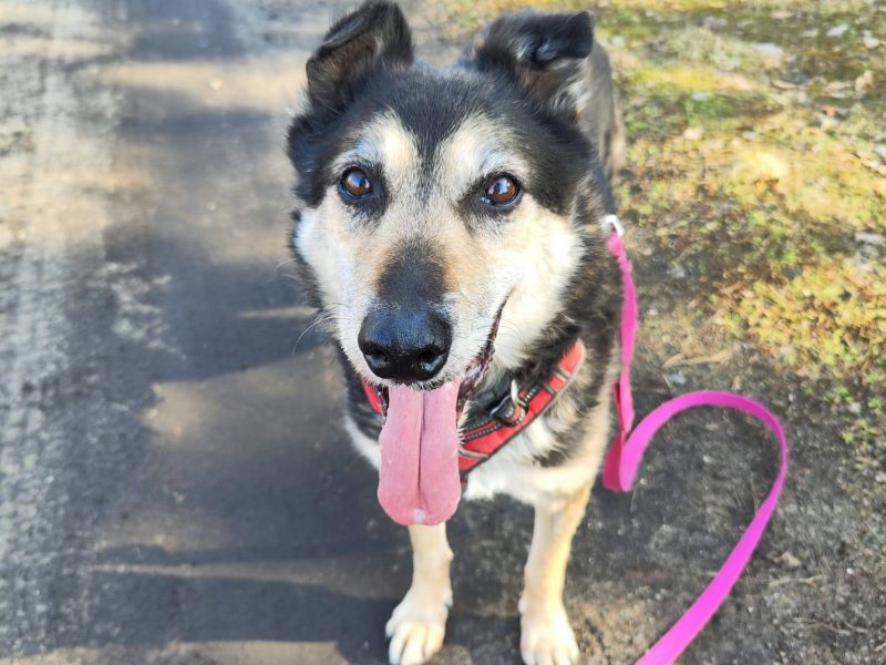 Senior Bosman szuka domu!