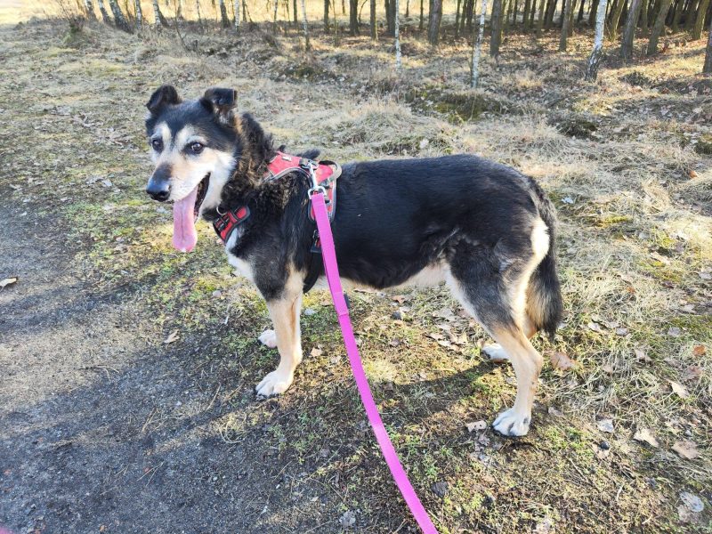 Senior Bosman szuka domu!