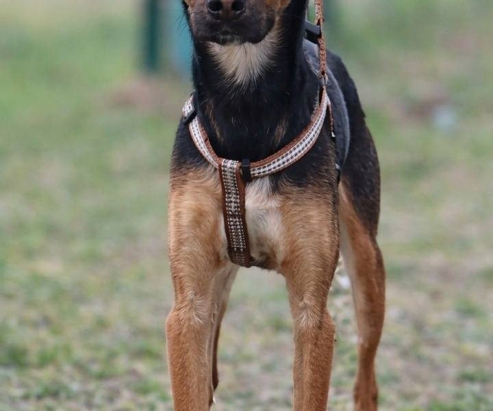 Łagodny drobniutki psiak Panduś