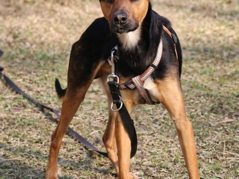 Łagodny drobniutki psiak Panduś