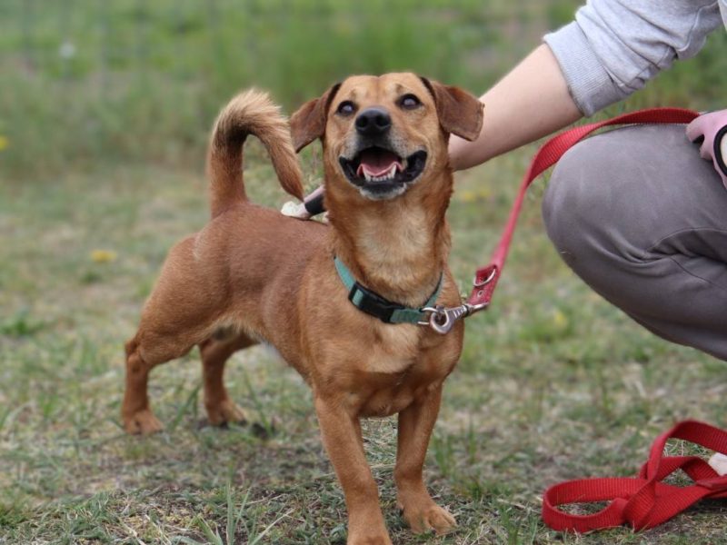 Energiczny jamnikowaty Frugo