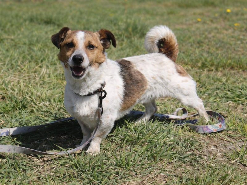 Delikatny nieduży psiak Felek