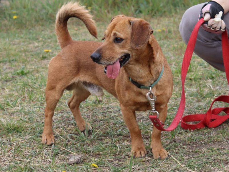 Energiczny jamnikowaty Frugo