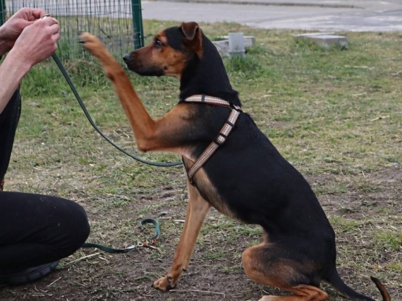 Łagodny drobniutki psiak Panduś