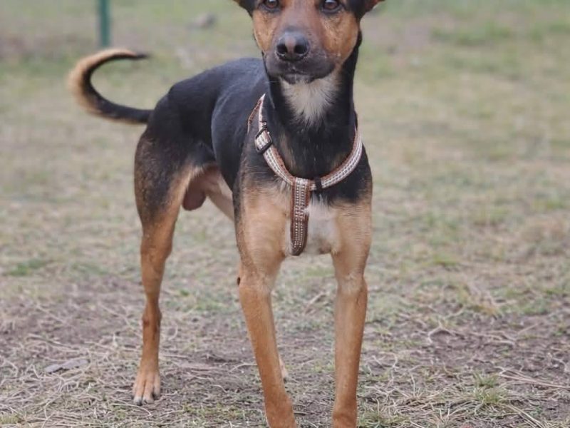 Łagodny drobniutki psiak Panduś