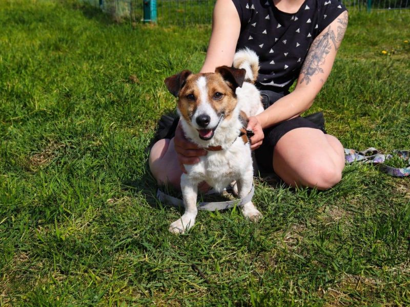 Delikatny nieduży psiak Felek