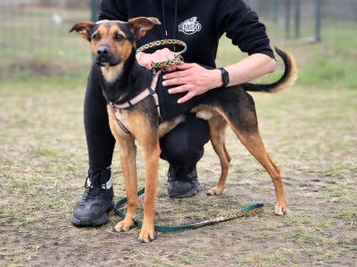 Łagodny drobniutki psiak Panduś