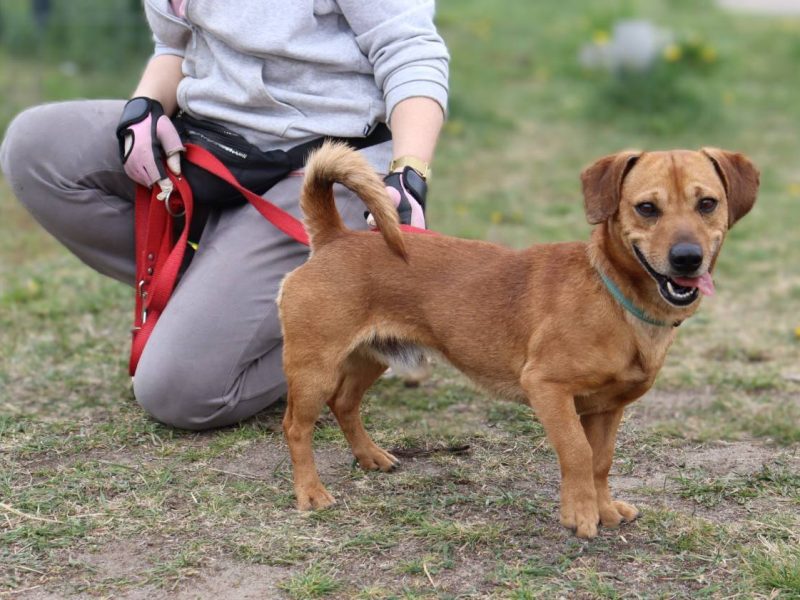 Energiczny jamnikowaty Frugo