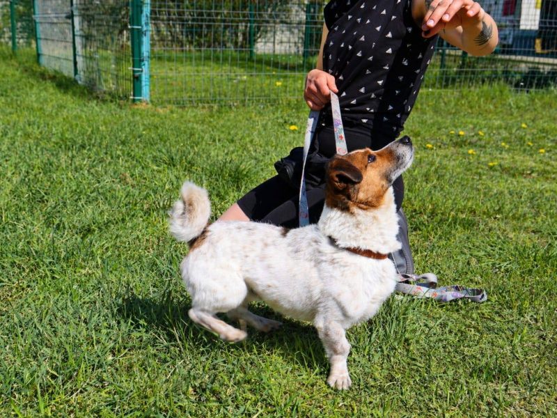 Delikatny nieduży psiak Felek