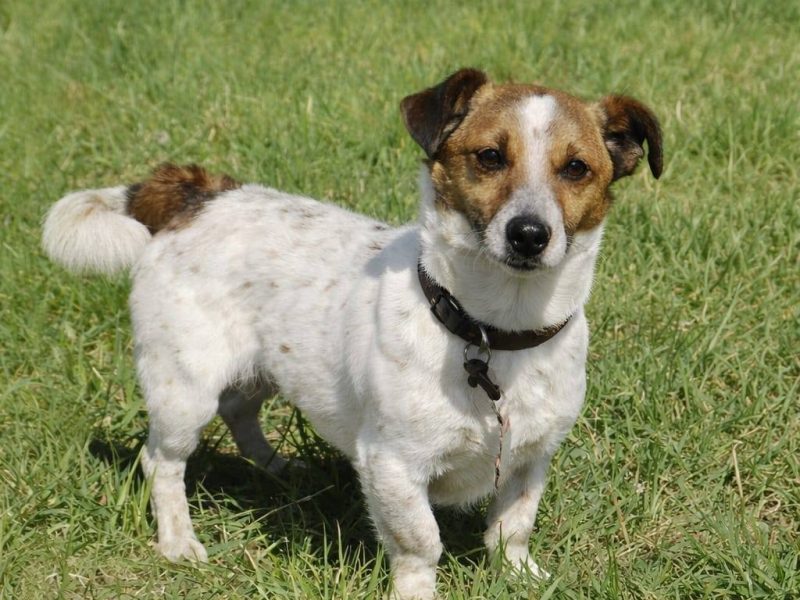 Delikatny nieduży psiak Felek