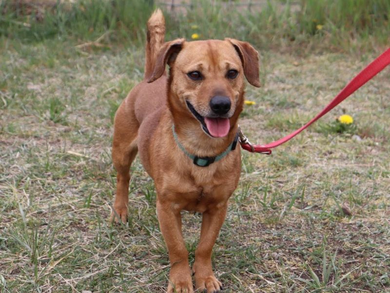 Energiczny jamnikowaty Frugo