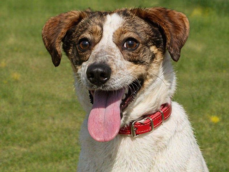 Nietuzinkowy nieduży psiak Franklin