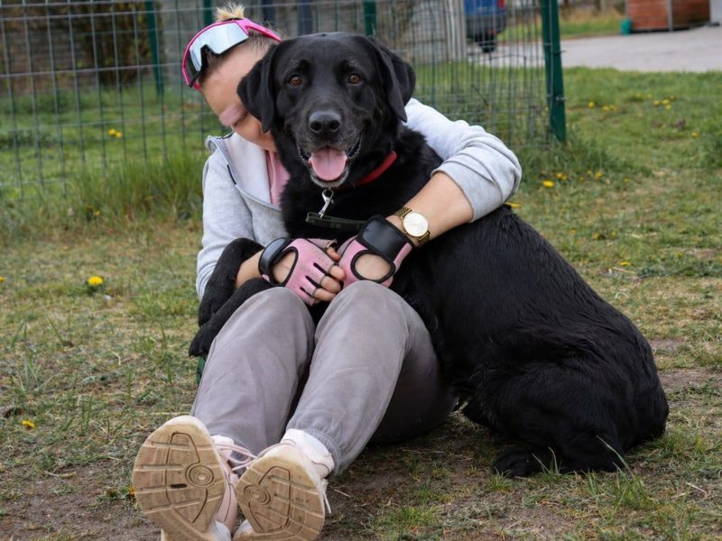 Towarzyski radosny psi senior Bruno