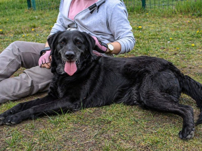 Towarzyski radosny psi senior Bruno