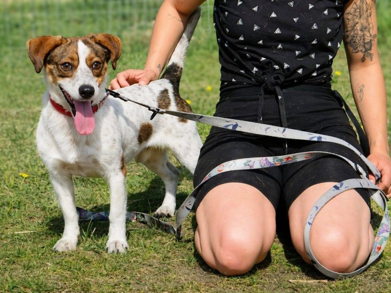 Nietuzinkowy nieduży psiak Franklin