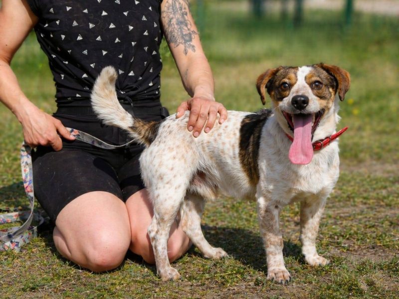 Nietuzinkowy nieduży psiak Franklin
