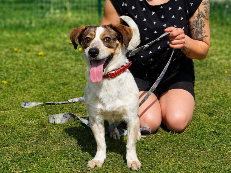 Nietuzinkowy nieduży psiak Franklin