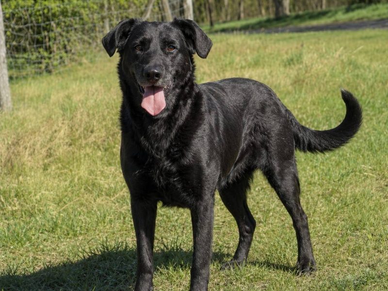 Towarzyski radosny psi senior Bruno