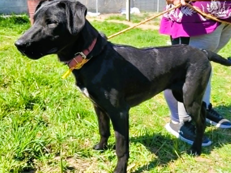 WAFEL - słodki, kochany psiak szuka super domu