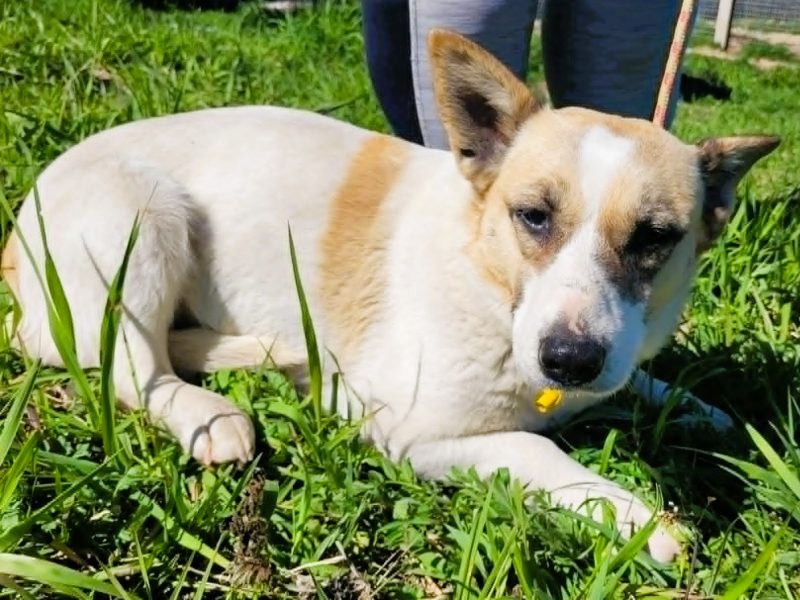 LILI - delikatna, wrażliwa sunia szuka domu