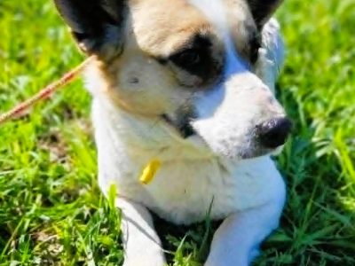 LILI - delikatna, wrażliwa sunia szuka domu