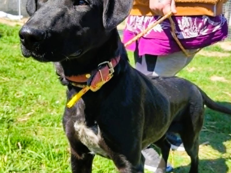 WAFEL - słodki, kochany psiak szuka super domu