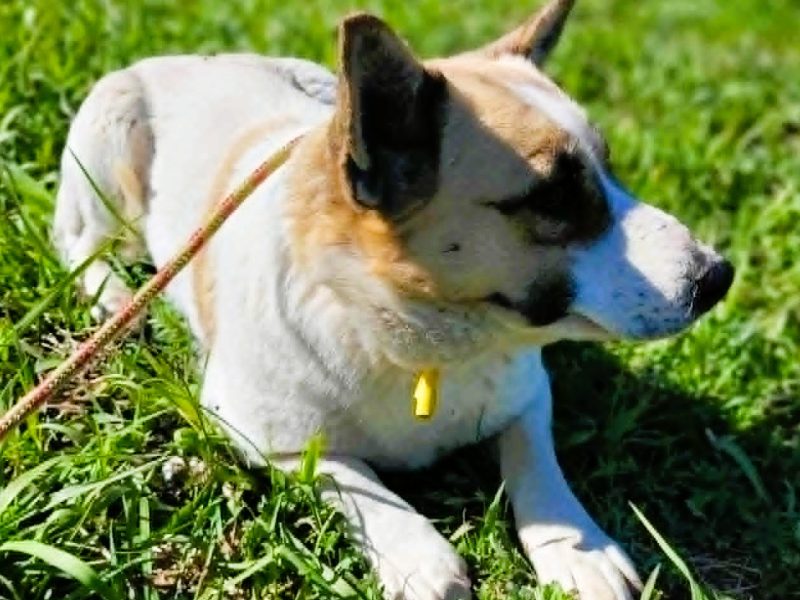 LILI - delikatna, wrażliwa sunia szuka domu