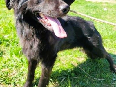 MANGO - piękny psiak w typie flat retriver szuka domu