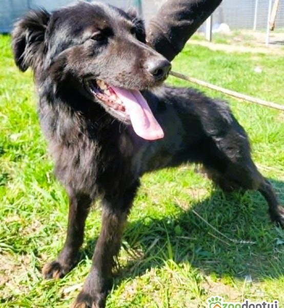 MANGO - piękny psiak w typie flat retriver szuka domu