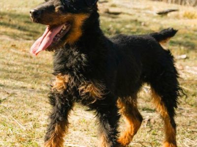 TERI - delikatny psiak w typie terriera za kratami, ADOPTUJ