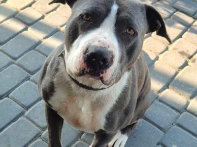 Cudowny, młody, domowy amstaff szuka domu!