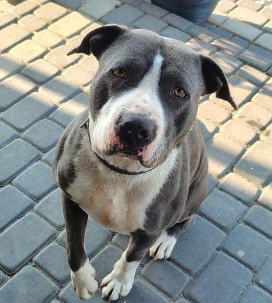 Cudowny, młody, domowy amstaff szuka domu!