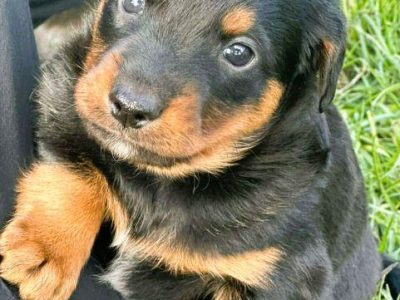 LUIZ - malutki szczeniak wyrzucony na polu, ADOPTUJ!